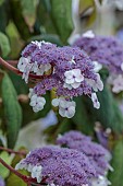 PLAS CADNANT, WALES: JULY, WHITE, PURPLE FLOWERS, BLOOMS OF HYDRANGEA ASPERA MACROPHYLLA, SHRUBS