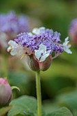 PLAS CADNANT, WALES:WHITE, BLUE, PURPLE FLOWERS, BLOOMS OF HYDRANGEA INVOLUCRATA, SHRUBS