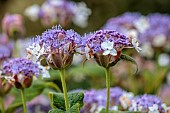 PLAS CADNANT, WALES:WHITE, BLUE, PURPLE FLOWERS, BLOOMS OF HYDRANGEA INVOLUCRATA, SHRUBS