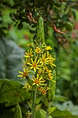 PLAS CADNANT, WALES: JULY, YELLOW FLOWERS, BLOOMS OF LIGULARIA DENTATA, PERENNIALS