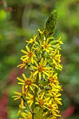 PLAS CADNANT, WALES: JULY, YELLOW FLOWERS, BLOOMS OF LIGULARIA DENTATA, PERENNIALS