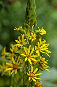 PLAS CADNANT, WALES: JULY, YELLOW FLOWERS, BLOOMS OF LIGULARIA DENTATA, PERENNIALS