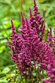 PLAS CADNANT, WALES: PINK FLOWERS, BLOOMS OF ASTILBE ARENDII ETNA, PERENNIALS