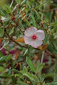 PLAS CADNANT, WALES: PALE PINK, CREAM FLOWERS, BLOOMS OF EUCRYPHIA LUCIDA PINK CLOUD, SHRUBS