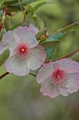 PLAS CADNANT, WALES: PALE PINK, CREAM FLOWERS, BLOOMS OF EUCRYPHIA LUCIDA PINK CLOUD, SHRUBS