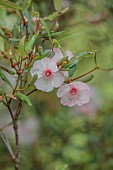 PLAS CADNANT, WALES: PALE PINK, CREAM FLOWERS, BLOOMS OF EUCRYPHIA LUCIDA PINK CLOUD, SHRUBS
