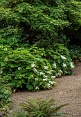 MORTON HALL GARDENS, WORCESTERSHIRE: ROCKERY, WHITE FLOWERS, BLOOMS OF HYDRANGEA QUERCIFOLIA SNOW QUEEN, SHADE, SHADY