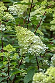 MORTON HALL GARDENS, WORCESTERSHIRE: CREAM, GREEN FLOWERS, BLOOMS OF HYDRANGEA PANICULATA LIMELIGHT, SHRUBS