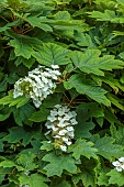 MORTON HALL GARDENS, WORCESTERSHIRE: ROCKERY, WHITE FLOWERS, BLOOMS OF HYDRANGEA QUERCIFOLIA SNOW QUEEN, SHADE, SHADY