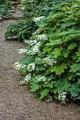 MORTON HALL GARDENS, WORCESTERSHIRE: ROCKERY, WHITE FLOWERS, BLOOMS OF HYDRANGEA QUERCIFOLIA SNOW QUEEN, SHADE, SHADY
