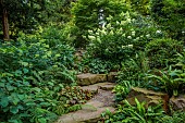 MORTON HALL GARDENS, WORCESTERSHIRE: AUGUST, ROCKERY, WHITE FLOWERS, BLOOMS OF HYDRANGEA PANICULATA LIMELIGHT, HYDRANGEA PANICULATA KYUSHU, SHADE, SHADY, ROCKS, STEPS