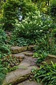 MORTON HALL GARDENS, WORCESTERSHIRE: AUGUST, ROCKERY, WHITE FLOWERS, BLOOMS OF HYDRANGEA PANICULATA LIMELIGHT, HYDRANGEA PANICULATA KYUSHU, SHADE, SHADY, ROCKS, STEPS