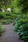 MORTON HALL GARDENS, WORCESTERSHIRE: ROCKERY, WHITE FLOWERS, BLOOMS OF HYDRANGEA QUERCIFOLIA SNOW QUEEN, SHADE, SHADY