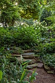 MORTON HALL GARDENS, WORCESTERSHIRE: AUGUST, ROCKERY, WHITE FLOWERS, BLOOMS OF HYDRANGEA PANICULATA LIMELIGHT, HYDRANGEA PANICULATA KYUSHU, SHADE, SHADY, ROCKS, STEPS