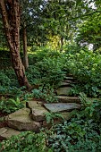 MORTON HALL GARDENS, WORCESTERSHIRE: AUGUST, ROCKERY, WHITE FLOWERS, BLOOMS OF HYDRANGEA PANICULATA LIMELIGHT, HYDRANGEA PANICULATA KYUSHU, SHADE, SHADY, ROCKS, STEPS