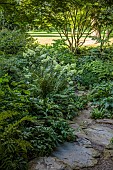 MORTON HALL GARDENS, WORCESTERSHIRE: AUGUST, ROCKERY, WHITE FLOWERS, BLOOMS OF HYDRANGEA PANICULATA LIMELIGHT, HYDRANGEA PANICULATA KYUSHU, SHADE, SHADY, ROCKS, STEPS