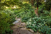 MORTON HALL GARDENS, WORCESTERSHIRE: AUGUST, ROCKERY, HYDRANGEA PANICULATA LIMELIGHT, HYDRANGEA PANICULATA KYUSHU, HYDRANGEA ARBORESCENS RADIATA SAMANTHA, SHADE, SHADY, STEPS