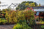 MORTON HALL GARDENS, WORCESTERSHIRE: JULY, KITCHEN GARDEN, POTAGER, VEGETABLES, ARCH, SWEET PEAS, LATHYRUS ODORATUS HENRY ECKFORD