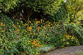 MORTON HALL GARDENS, WORCESTERSHIRE: JULY, KITCHEN GARDEN, POTAGER, YELLOW BORDER, INULA HOOKERI, CROCOSMIA X CROCOSMIIFLORA HONEY ANGELS, RUDBECKIA JULY GOLD, PERSICARIA FIRETAIL