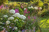 MORTON HALL GARDENS, WORCESTERSHIRE: WEST GARDEN, JULY, BORDER, LYTHRUM VIRGATUM DROPMORE PURPLE, HYDRANGEA INCREDIBALL, HYDRANGEA ANNABELLE, STACHYS HUMMELO, ECHINOPS, CATANANCHE