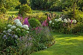 MORTON HALL GARDENS, WORCESTERSHIRE: WEST GARDEN, JULY, BORDER, LYTHRUM VIRGATUM DROPMORE PURPLE, HYDRANGEA INCREDIBALL, HYDRANGEA ANNABELLE, STACHYS HUMMELO, ECHINOPS, CATANANCHE