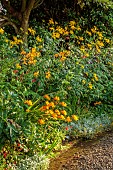 MORTON HALL GARDENS, WORCESTERSHIRE: JULY, KITCHEN GARDEN, POTAGER, YELLOW BORDER, CROCOSMIA X CROCOSMIIFLORA HONEY ANGELS, RUDBECKIA JULY GOLD, LILIUM LEICHTLINII, TIGER LILY
