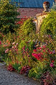 MORTON HALL GARDENS, WORCESTERSHIRE: JULY, KITCHEN GARDEN, BORDER, PHLOX PANICULATA STARFIRE, ROSA BOSCOBEL, ALLIUM SPHAEROCEPHALON, SALVIA INVOLUCRATA, ROSA GABRIEL OAK