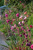 MORTON HALL GARDENS, WORCESTERSHIRE: JULY, KITCHEN GARDEN, BORDER, ROSA BOSCOBEL, ALLIUM SPHAEROCEPHALON, SALVIA INVOLUCRATA, ROSA GABRIEL OAK, SALVIA PENNYS SMILE
