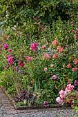 MORTON HALL GARDENS, WORCESTERSHIRE: JULY, KITCHEN GARDEN, BORDER, ALLIUM SPHAEROCEPHALON, SALVIA INVOLUCRATA, ROSA GABRIEL OAK, ALSTROEMERIA SIRIUS
