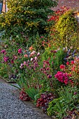 MORTON HALL GARDENS, WORCESTERSHIRE: JULY, KITCHEN GARDEN, BORDER, PHLOX PANICULATA STARFIRE, ROSA BOSCOBEL, ALLIUM SPHAEROCEPHALON, SALVIA INVOLUCRATA, ROSA GABRIEL OAK