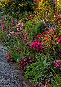 MORTON HALL GARDENS, WORCESTERSHIRE: JULY, KITCHEN GARDEN, BORDER, PHLOX PANICULATA STARFIRE, ROSA BOSCOBEL, ALLIUM SPHAEROCEPHALON, SALVIA INVOLUCRATA, ROSA GABRIEL OAK