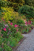 MORTON HALL GARDENS, WORCESTERSHIRE: JULY, KITCHEN GARDEN, BORDER, PHLOX PANICULATA STARFIRE, ROSA BOSCOBEL, ALLIUM SPHAEROCEPHALON, SALVIA INVOLUCRATA, ROSA GABRIEL OAK