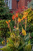 MORTON HALL GARDENS, WORCESTERSHIRE: JULY, KICHEN GARDENS, POTAGER, VEGETABLE, CONTAINER, CANNA TROPICANA GOLD