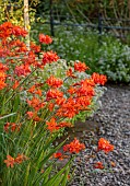 MORTON HALL GARDENS, WORCESTERSHIRE: KITCHEN GARDEN, ORANGE FLOWERS, BLOOMS OF CROCOSMIA OKAVANGO, JULY, PERENNIALS