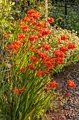 MORTON HALL GARDENS, WORCESTERSHIRE: KITCHEN GARDEN, ORANGE FLOWERS, BLOOMS OF CROCOSMIA OKAVANGO, JULY, PERENNIALS