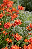 MORTON HALL GARDENS, WORCESTERSHIRE: KITCHEN GARDEN, ORANGE FLOWERS, BLOOMS OF CROCOSMIA OKAVANGO, JULY, PERENNIALS