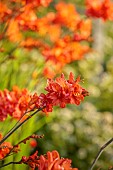 MORTON HALL GARDENS, WORCESTERSHIRE: ORANGE FLOWERS, BLOOMS OF CROCOSMIA OKAVANGO, JULY, PERENNIALS