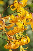 MORTON HALL GARDENS, WORCESTERSHIRE: JULY, KITCHEN GARDEN, YELLOW, GOLDEN, FLOWERS, BLOOMS OF LILIUM LEICHTLINII, TIGER LILY
