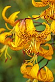 MORTON HALL GARDENS, WORCESTERSHIRE: JULY, KITCHEN GARDEN, YELLOW, GOLDEN, FLOWERS, BLOOMS OF LILIUM LEICHTLINII, TIGER LILY