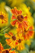 MORTON HALL GARDENS, WORCESTERSHIRE: ORANGE, YELLOW FLOWERS, BLOOMS OF HELENIUM WALTRAUT, SNEEZEWEED, PERENNIALS