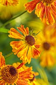 MORTON HALL GARDENS, WORCESTERSHIRE: ORANGE, YELLOW FLOWERS, BLOOMS OF HELENIUM WALTRAUT, SNEEZEWEED, PERENNIALS