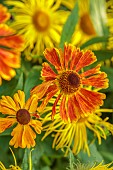 MORTON HALL GARDENS, WORCESTERSHIRE: ORANGE, YELLOW FLOWERS, BLOOMS OF HELENIUM WALTRAUT, SNEEZEWEED, INULA HOOKERI, PERENNIALS