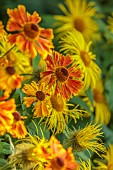 MORTON HALL GARDENS, WORCESTERSHIRE: ORANGE, YELLOW FLOWERS, BLOOMS OF HELENIUM WALTRAUT, SNEEZEWEED, INULA HOOKERI, PERENNIALS