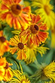 MORTON HALL GARDENS, WORCESTERSHIRE: ORANGE, YELLOW FLOWERS, BLOOMS OF HELENIUM WALTRAUT, SNEEZEWEED, INULA HOOKERI, PERENNIALS