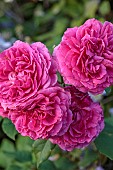 MORTON HALL GARDENS, WORCESTERSHIRE: JULY, PINK FLOWERS, BLOOMS OF ROSE, ROSA GABRIEL OAK, DAVID AUSTIN ENGLISH SHRUB ROSE