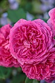 MORTON HALL GARDENS, WORCESTERSHIRE: JULY, PINK FLOWERS, BLOOMS OF ROSE, ROSA GABRIEL OAK, DAVID AUSTIN ENGLISH SHRUB ROSE