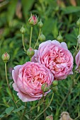 MORTON HALL GARDENS, WORCESTERSHIRE: JULY, PINK FLOWERS, BLOOMS OF ROSE, ROSA BOSCOBEL, DAVID AUSTIN ENGLISH SHRUB ROSE