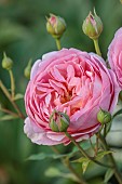 MORTON HALL GARDENS, WORCESTERSHIRE: JULY, PINK FLOWERS, BLOOMS OF ROSE, ROSA BOSCOBEL, DAVID AUSTIN ENGLISH SHRUB ROSE