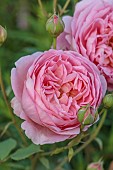 MORTON HALL GARDENS, WORCESTERSHIRE: JULY, PINK FLOWERS, BLOOMS OF ROSE, ROSA BOSCOBEL, DAVID AUSTIN ENGLISH SHRUB ROSE