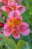MORTON HALL GARDENS, WORCESTERSHIRE: PINK, ORANGE FLOWERS, BLOOMS OF ALSTROEMERIA SIRIUS, JULY, PERENNIALS
